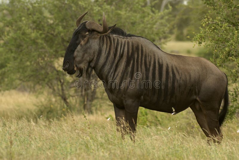 Blue Wildebeest