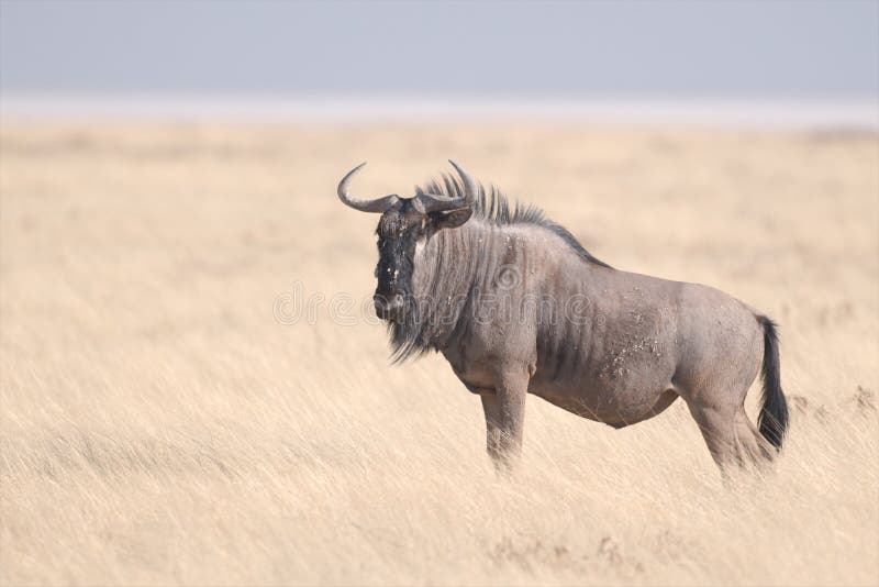 Высшую гну. Blue Wildebeest перевод.