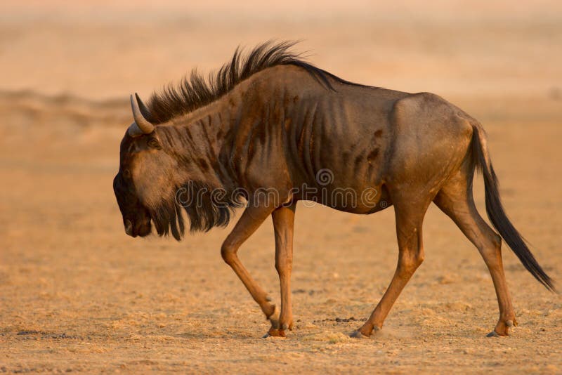 Blue wildebeest stock photos