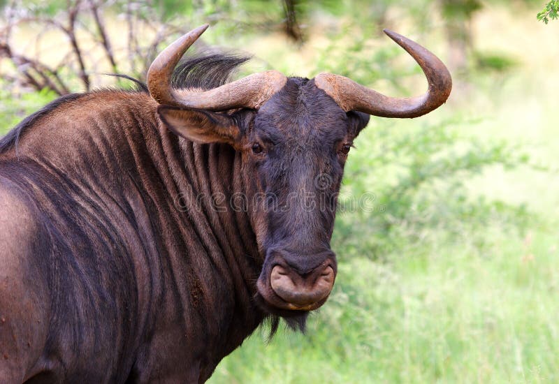 Blue wildebeest royalty free stock photography