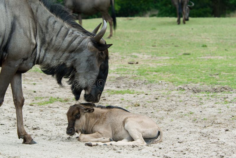 Blue wildebeest royalty free stock photo
