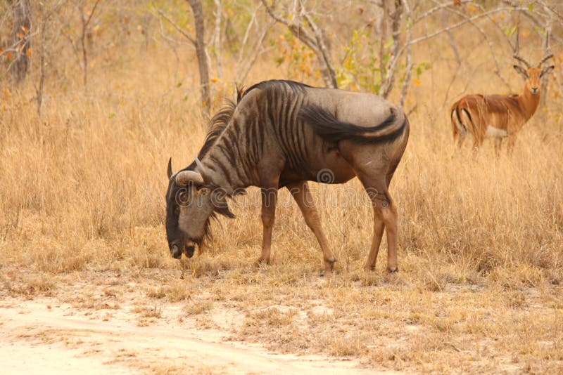 Blue wildebeest stock image