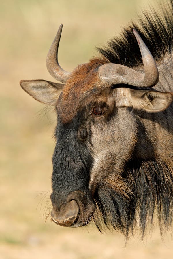 Blue wildebeest royalty free stock photos