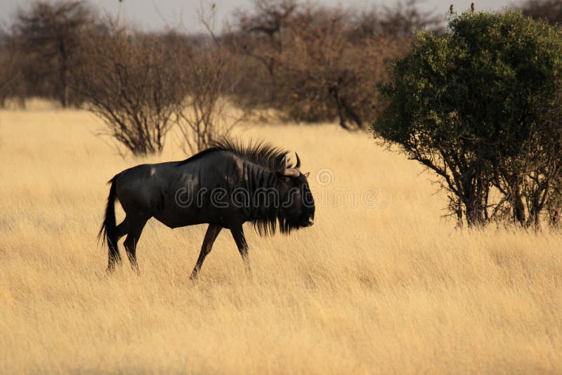 Blue Wildebeest stock photography Blue Wildebeest stock photography
