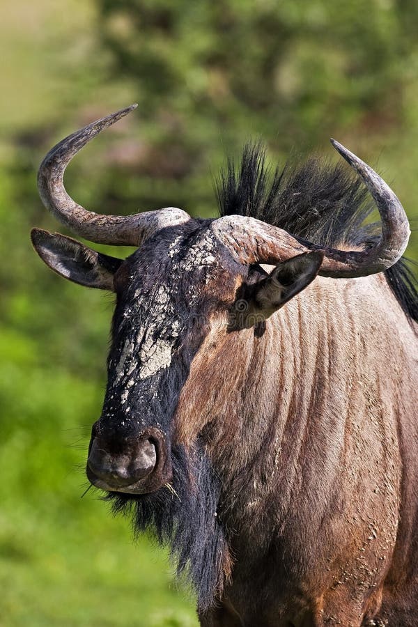 Blue Wildebeest