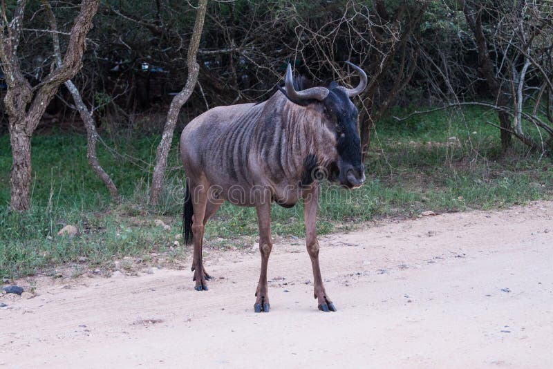 Blue wildebeest antelope crossing the road royalty free stock images Blue wildebeest antelope crossing the road royalty free stock images