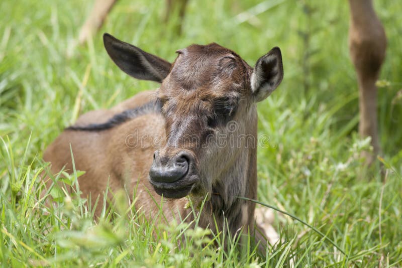 Blue Wildebeest calf stock photo