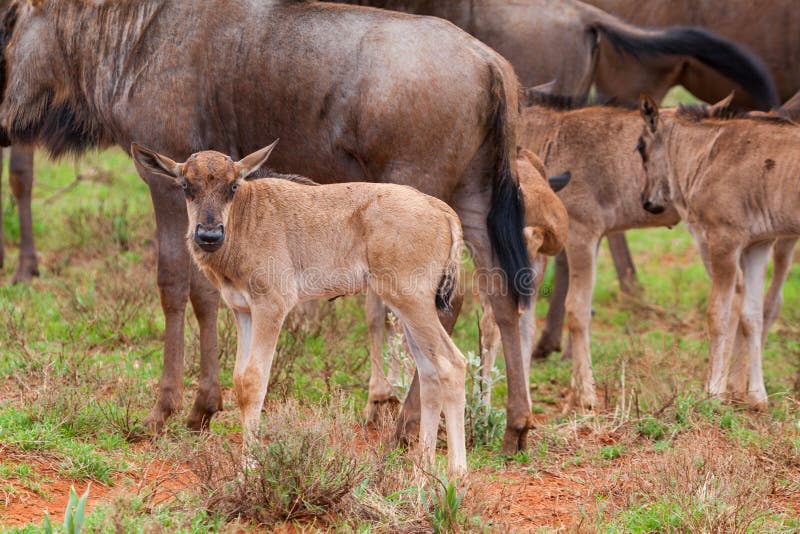 Blue Wildebeest Calves stock photography Blue Wildebeest Calves stock photography