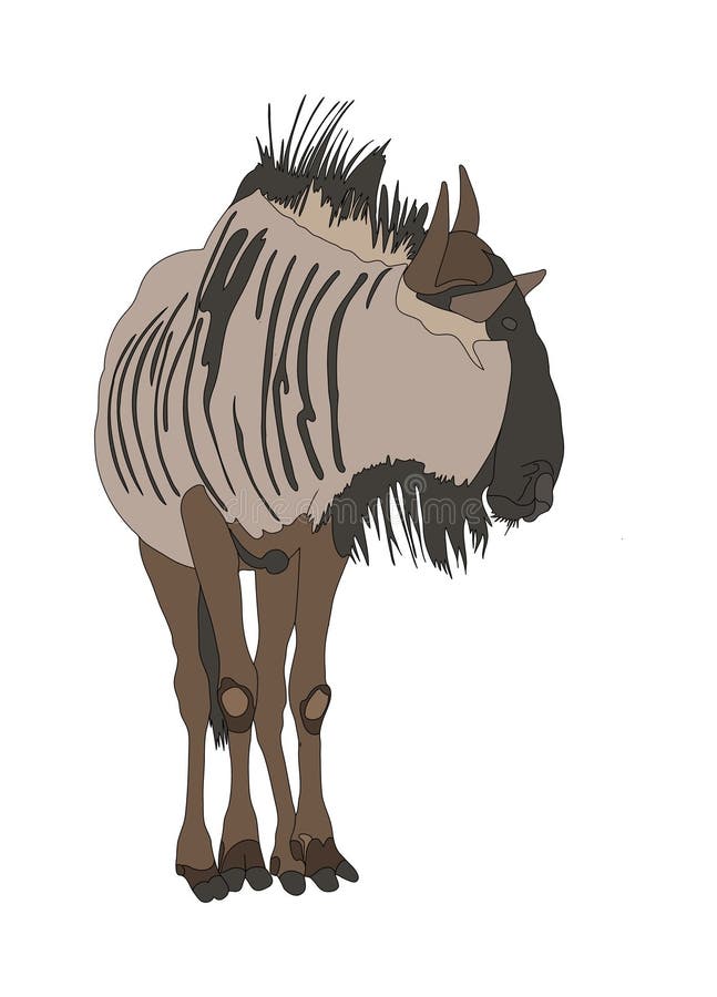 Blue Wildebeest common wildebeest from front vector illustration