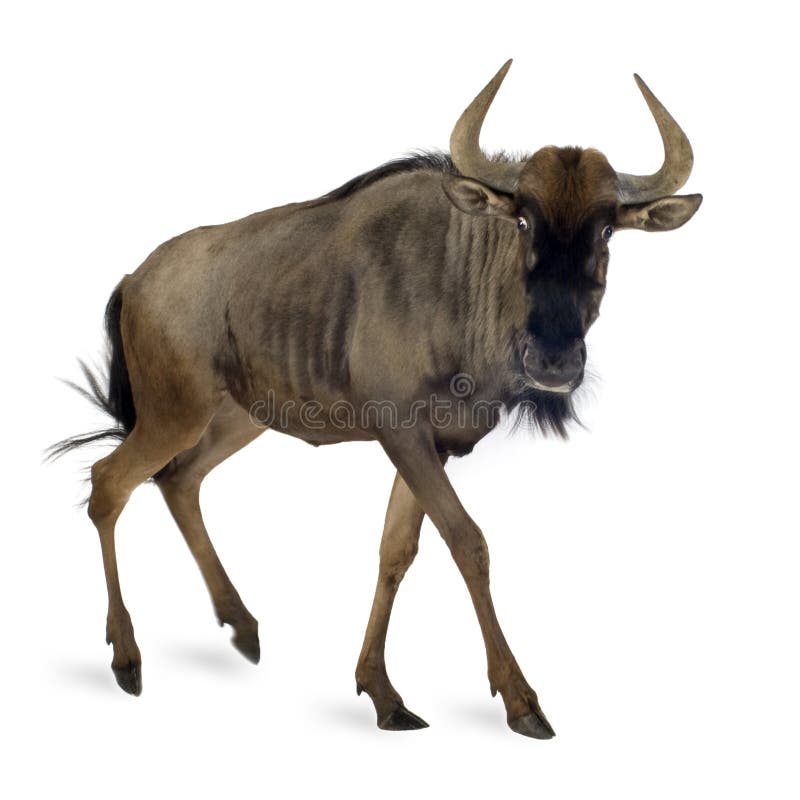 Blue Wildebeest - Connochaetes taurinus royalty free stock photo