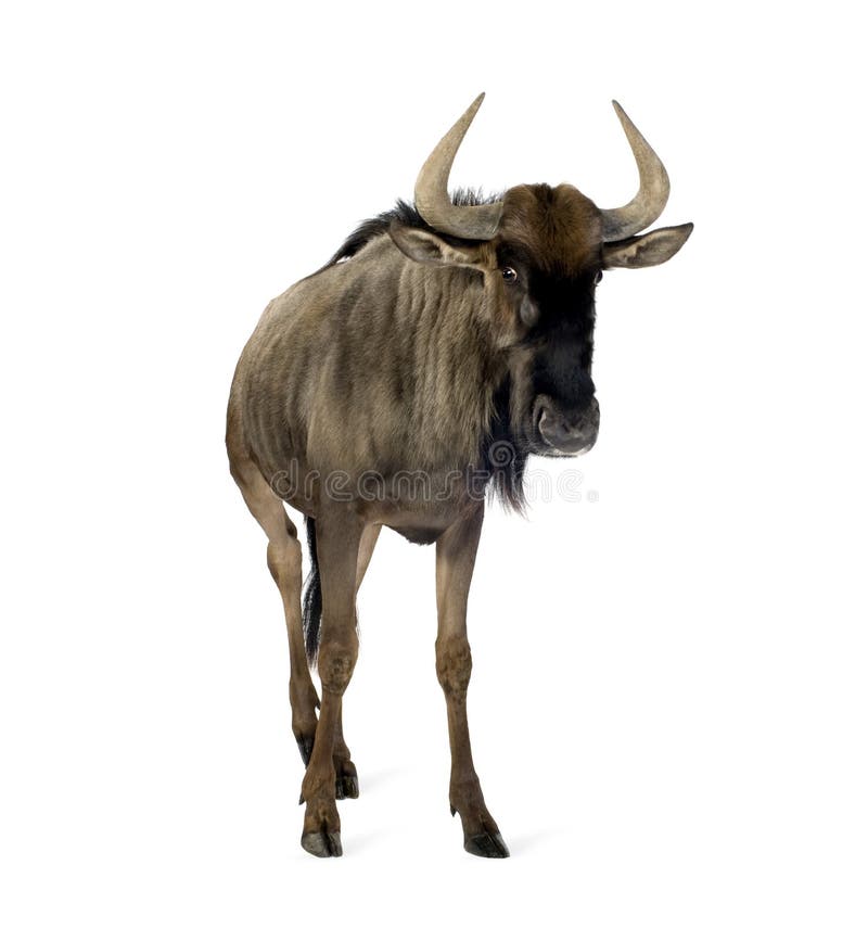 Blue Wildebeest - Connochaetes taurinus royalty free stock photo