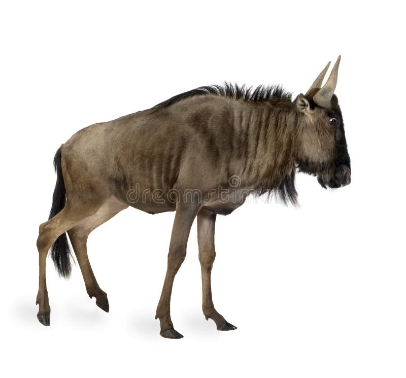Blue Wildebeest - Connochaetes taurinus royalty free stock photography