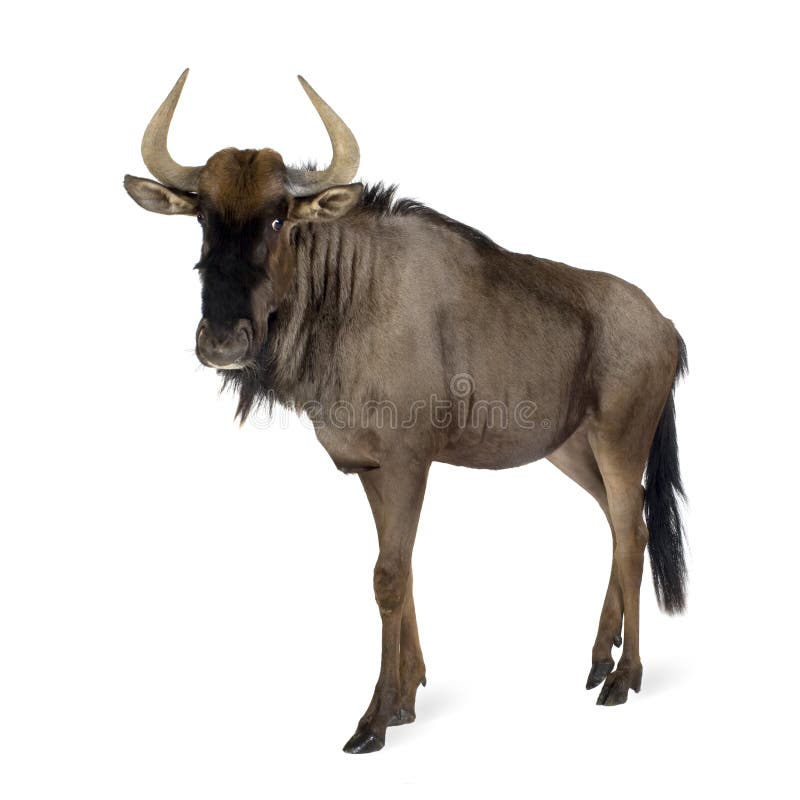 Blue Wildebeest - Connochaetes taurinus royalty free stock image