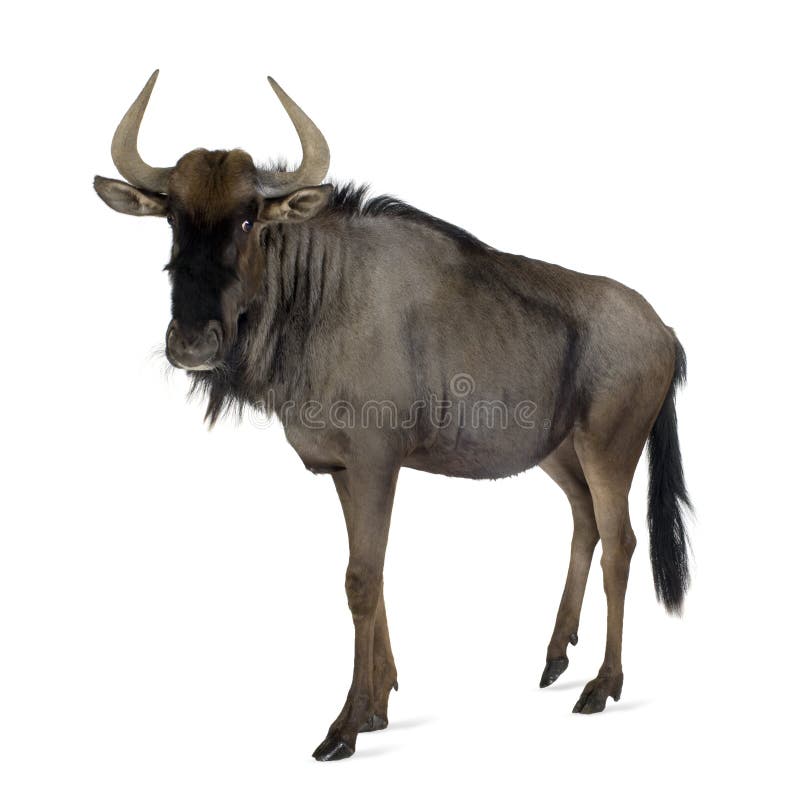 Blue Wildebeest - Connochaetes taurinus royalty free stock images
