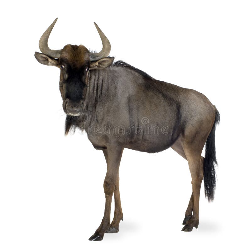 Blue Wildebeest - Connochaetes taurinus stock images Blue Wildebeest - Connochaetes taurinus stock images