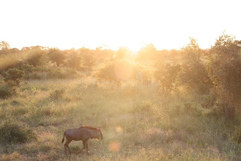 The blue wildebeest (Connochaetes taurinus) in South Afirica stock images