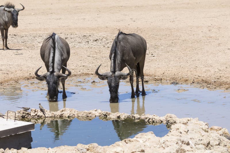 Blue Wildebeest, Connochaetes taurinus, drinking at waterhole, Kgalagadi Transfrontier Park stock photo Blue Wildebeest, Connochaetes taurinus, drinking at waterhole, Kgalagadi Transfrontier Park stock photo