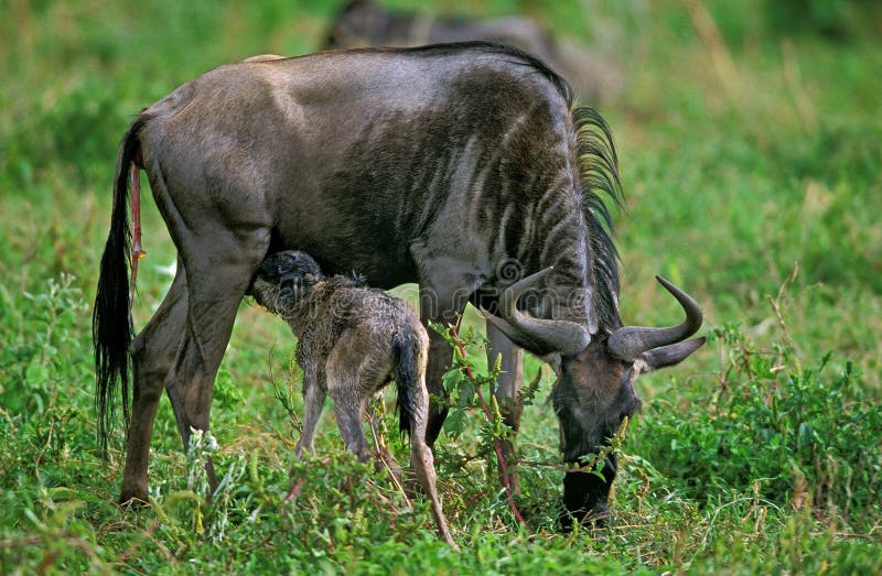 Blue Wildebeest, connochaetes taurinus, Female with Newborn Calf, Baby Suckling, Serengeti Park in Tanzania