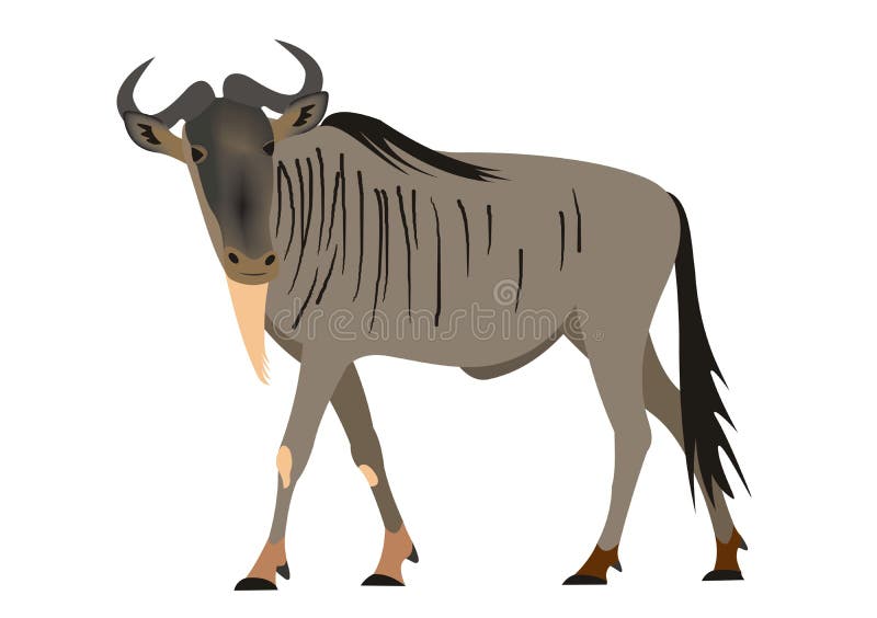 Blue wildebeest, Connochaetes taurinus stock illustration
