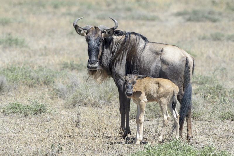 Blue Wildebeest new born calf