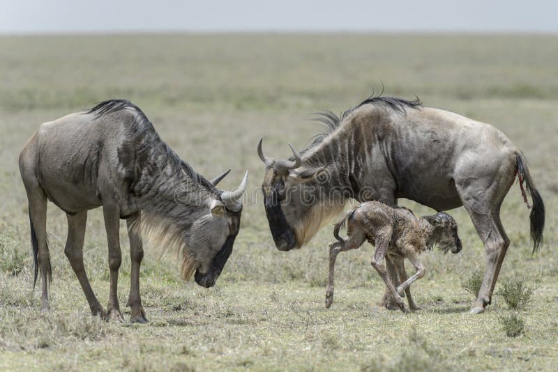 Blue Wildebeest female with her new born calf