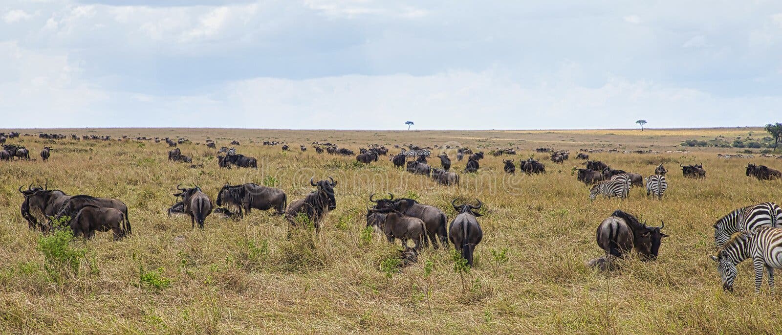Blue wildebeest, Connochaetes taurinus and plains zebra, Equus quagga, migrate through the Maasai Mara National Reserve in Kenya. royalty free stock photos Blue wildebeest, Connochaetes taurinus and plains zebra, Equus quagga, migrate through the Maasai Mara National Reserve in Kenya. royalty free stock photos