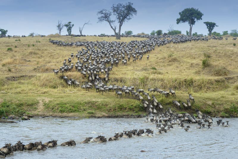 Blue Wildebeest crossing the Mara river