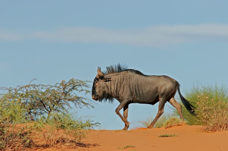 Blue wildebeest on dune stock photo