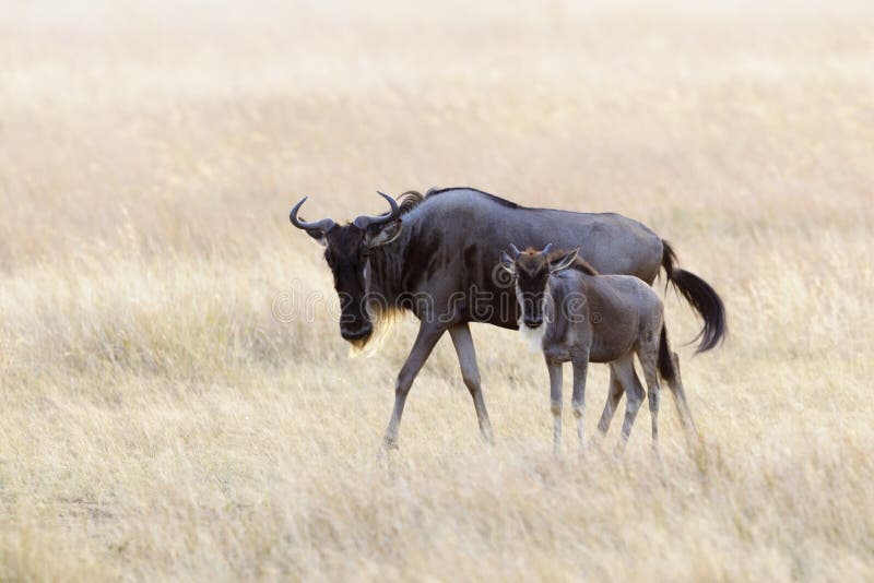 Blue Wildebeest female with calf