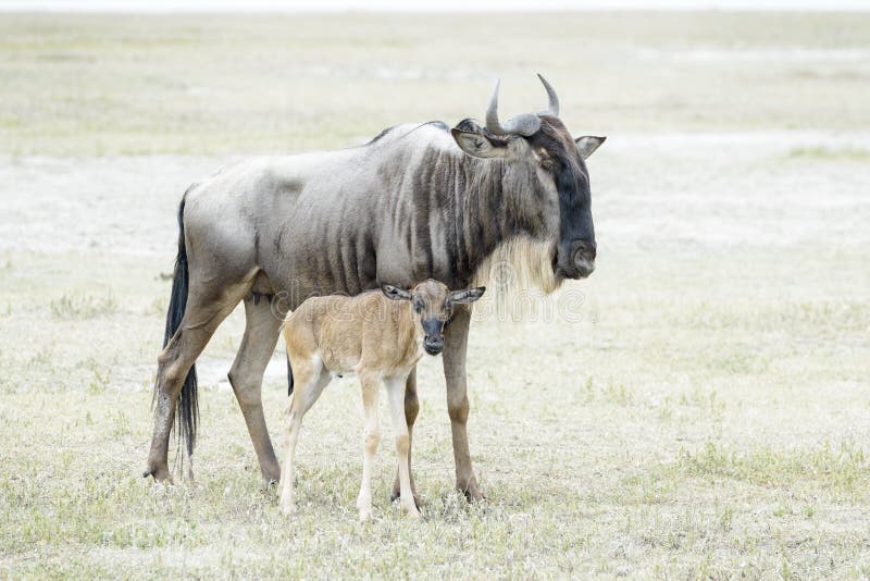 Blue Wildebeest female with newborn calf