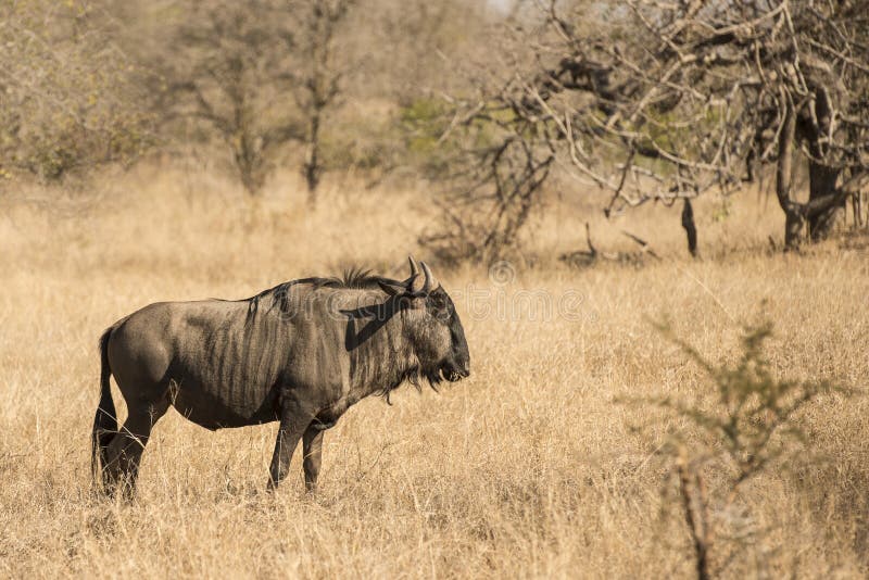 Blue Wildebeest stock photo. Image of common, portrait - 54004232