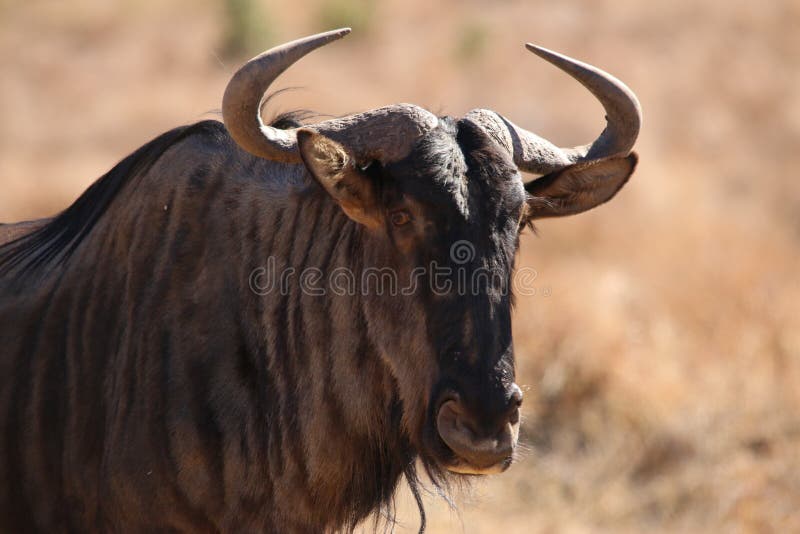 Blue Wildebeest stock photos Blue Wildebeest stock photos