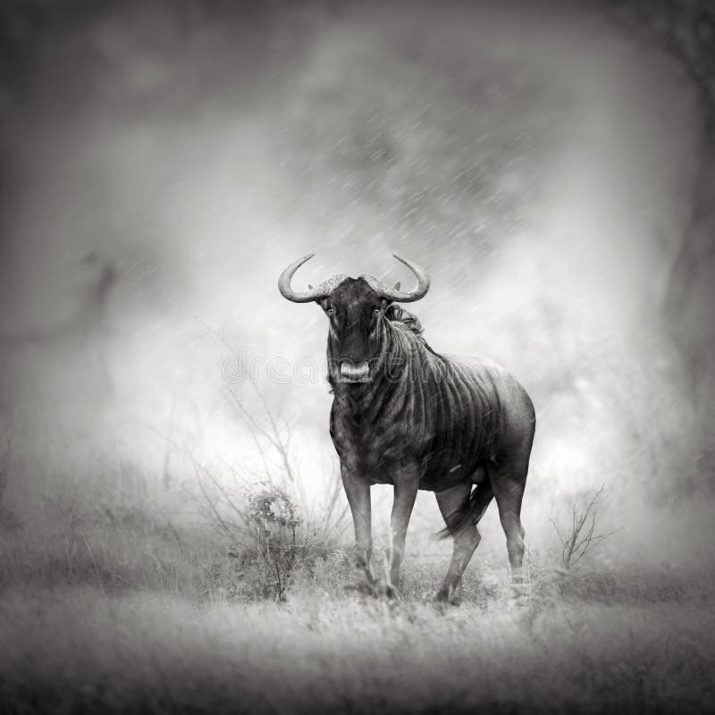 Blue Wildebeest in rainstorm royalty free stock images