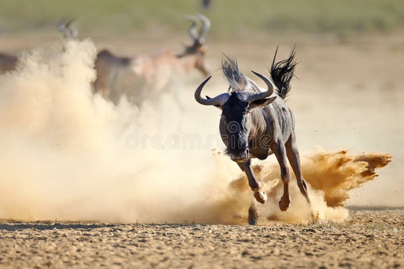 Blue wildebeest running on dusty plains