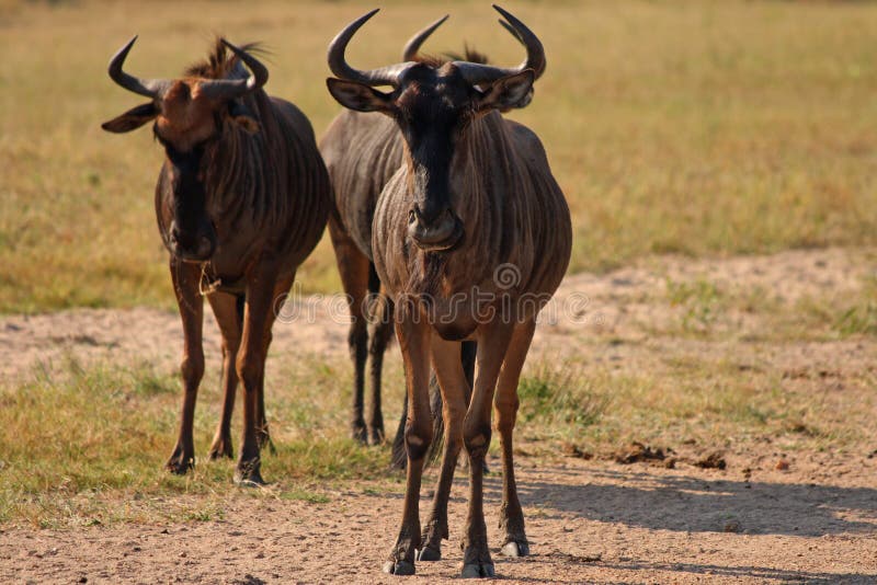 Blue Wildebeest in Sabi Sand Game Reserve