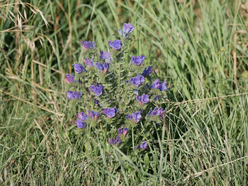 Blue wildflowers grow in a meadow among green grass on a Sunny summer day. Viper`s bugloss on the field. Light fragrance. royalty free stock photo Blue wildflowers grow in a meadow among green grass on a Sunny summer day. Viper`s bugloss on the field. Light fragrance. royalty free stock photo