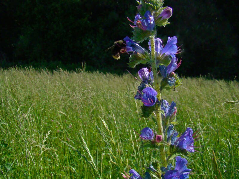 Blue Wildflowers in the Meadow Stock Image Image of blue, flowerbed