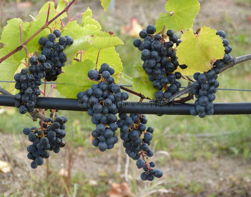 Blue wine grapes