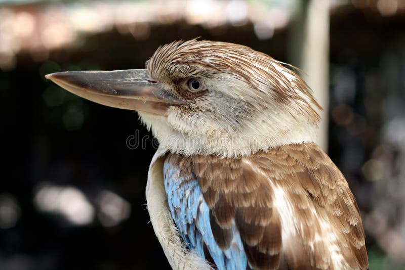 A BlueWinged Kookaburra stock photo. Image of australia 26662904