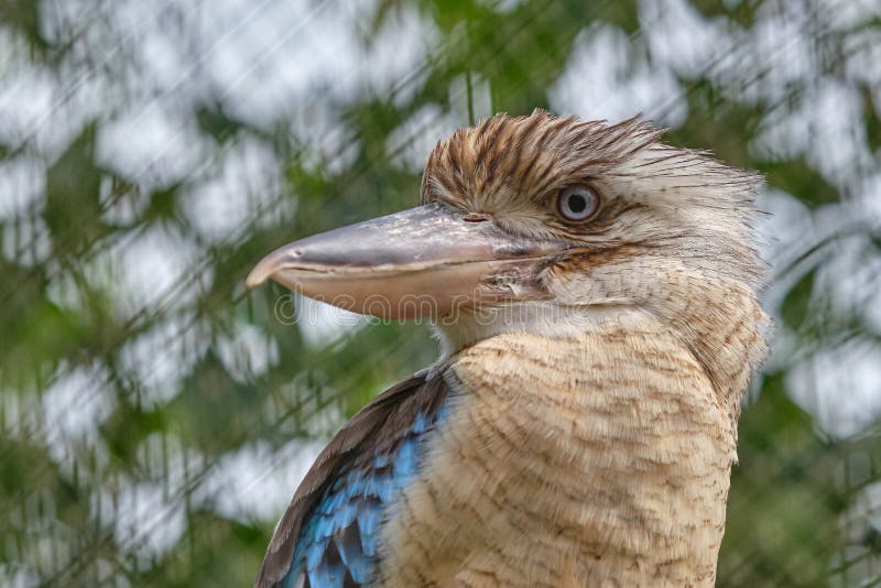 Blue-winged kookaburra, bird sitting on a branch. Wildlife, head only. Tree kingfisher stock images, royalty-free photos and pictures