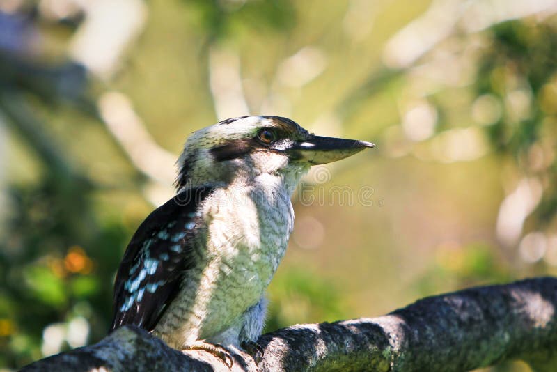 Blue-winged kookaburra in a tree stock images Blue-winged kookaburra in a tree stock images