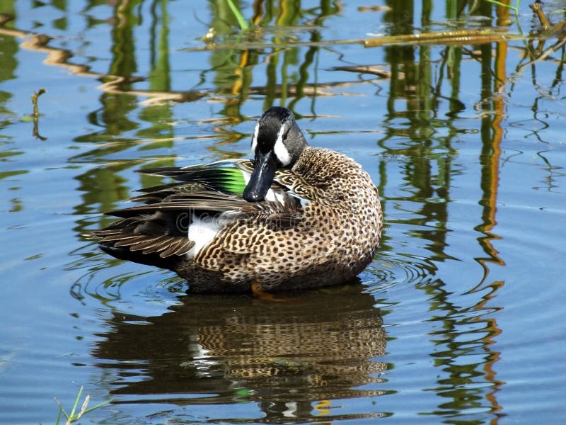Bluewinged Teal Duck or Anas Discors Stock Image Image of