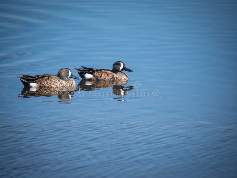 Bluewinged Teal ducks stock image. Image of ducks, duck 210511161