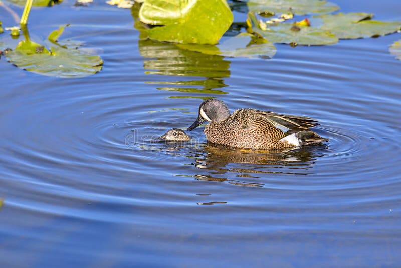 Blue-Winged Teal Male Duck Mounted On Top Of Female stock photo Blue-Winged Teal Male Duck Mounted On Top Of Female stock photo