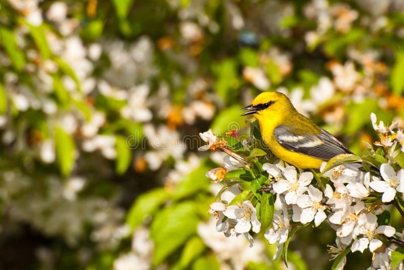 Blue-winged Warbler