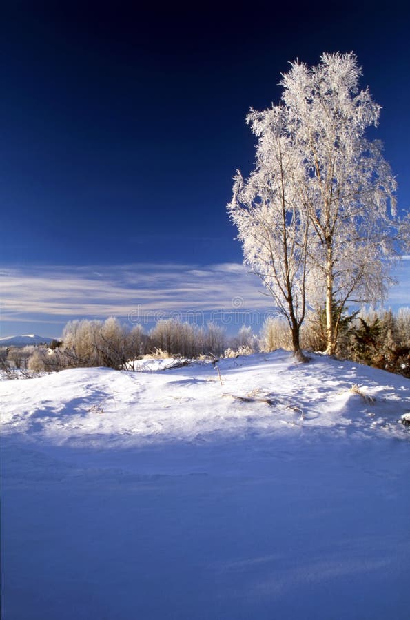 Blue winter day