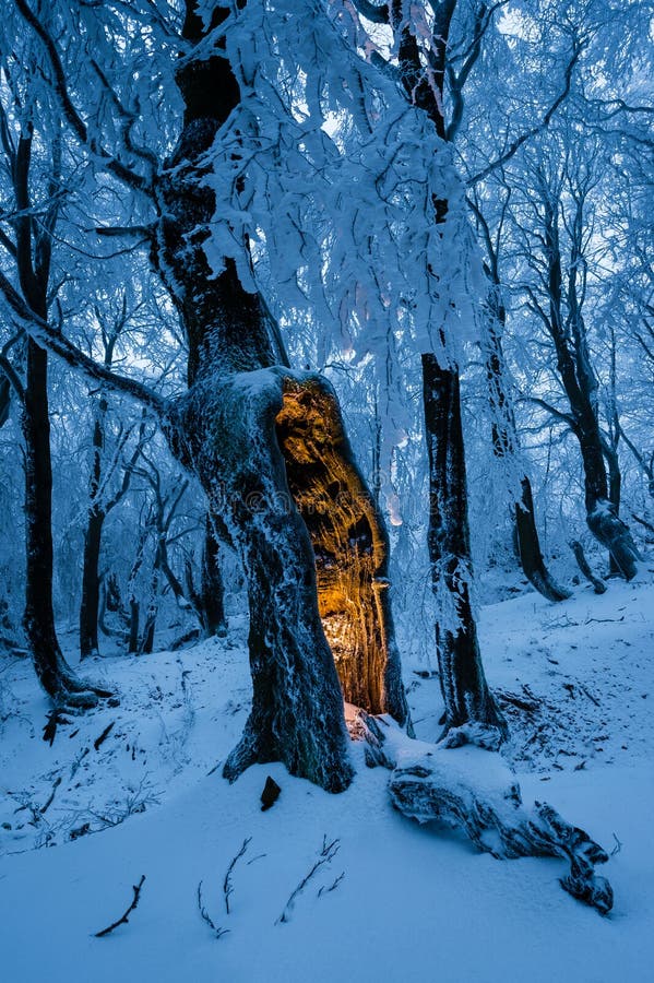 Blue winter forest with single tree with mysterious glow inside stock photography Blue winter forest with single tree with mysterious glow inside stock photography