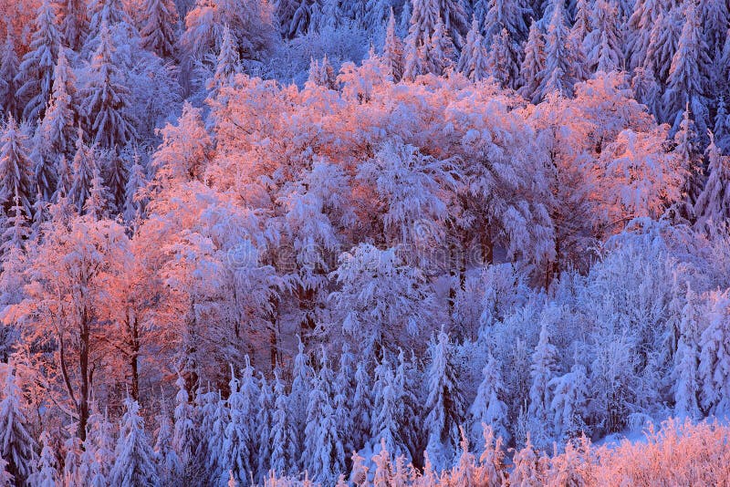 Blue winter landscape, birch tree forest with snow, ice and rime. Pink morning light before sunrise. Winter twilight, cold nature