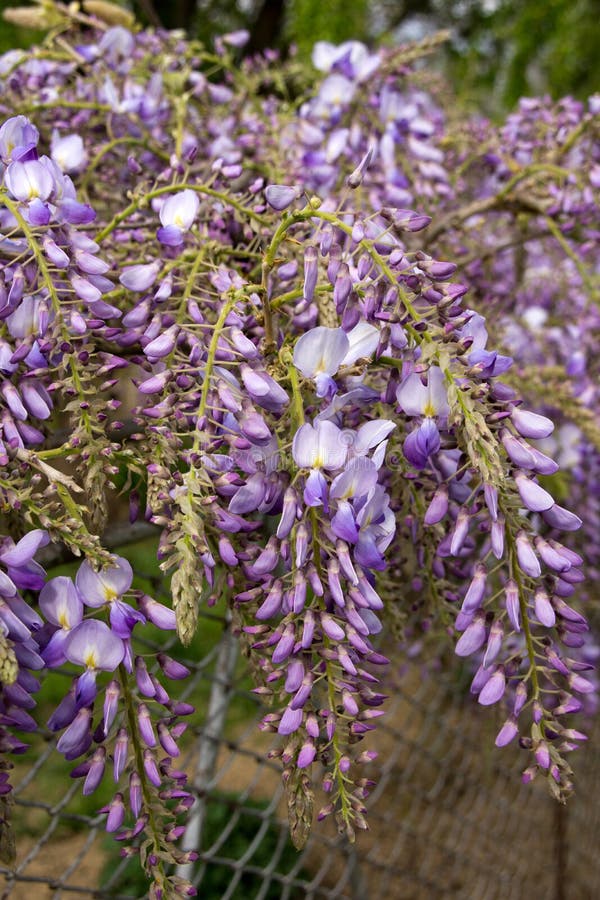 Blue wisteria stock photo. Image of spring, petal, backdrop 56786130