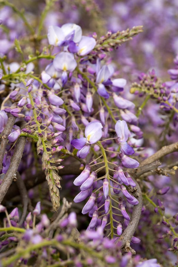Blue wisteria stock photo. Image of tree, beauty, color 56786158